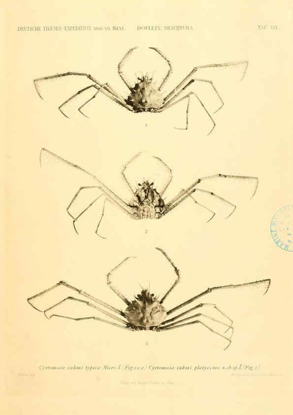 Reproducción/Reproduction 6388993831: Wissenschaftliche Ergebnisse der Deutschen Tiefsee-Expedition auf dem Dampfer ""Valdivia"" 1898-1899. bd.6. Atlas Jena,G. Fischer,1902-40
