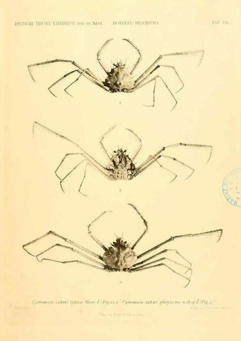 Reproducción/Reproduction 6388993831: Wissenschaftliche Ergebnisse der Deutschen Tiefsee-Expedition auf dem Dampfer ""Valdivia"" 1898-1899. bd.6. Atlas Jena,G. Fischer,1902-40