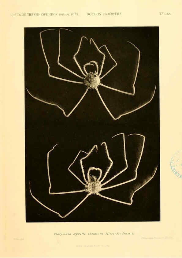 Reproducción/Reproduction 6388994217: Wissenschaftliche Ergebnisse der Deutschen Tiefsee-Expedition auf dem Dampfer ""Valdivia"" 1898-1899. bd.6. Atlas Jena,G. Fischer,1902-40