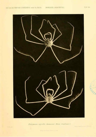 Reproducción/Reproduction 6388994217: Wissenschaftliche Ergebnisse der Deutschen Tiefsee-Expedition auf dem Dampfer ""Valdivia"" 1898-1899. bd.6. Atlas Jena,G. Fischer,1902-40