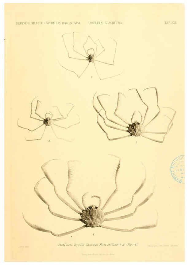 Reproducción/Reproduction 6388994497: Wissenschaftliche Ergebnisse der Deutschen Tiefsee-Expedition auf dem Dampfer ""Valdivia"" 1898-1899. bd.6. Atlas Jena,G. Fischer,1902-40