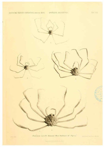 Reproducción/Reproduction 6388994497: Wissenschaftliche Ergebnisse der Deutschen Tiefsee-Expedition auf dem Dampfer ""Valdivia"" 1898-1899. bd.6. Atlas Jena,G. Fischer,1902-40