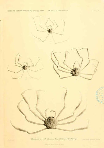 Reproducción/Reproduction 6388994497: Wissenschaftliche Ergebnisse der Deutschen Tiefsee-Expedition auf dem Dampfer ""Valdivia"" 1898-1899. bd.6. Atlas Jena,G. Fischer,1902-40