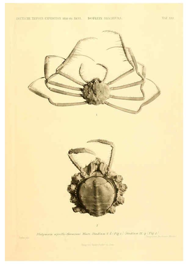 Reproducción/Reproduction 6388994763: Wissenschaftliche Ergebnisse der Deutschen Tiefsee-Expedition auf dem Dampfer ""Valdivia"" 1898-1899. bd.6. Atlas Jena,G. Fischer,1902-40