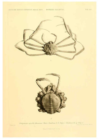 Reproducción/Reproduction 6388994763: Wissenschaftliche Ergebnisse der Deutschen Tiefsee-Expedition auf dem Dampfer ""Valdivia"" 1898-1899. bd.6. Atlas Jena,G. Fischer,1902-40