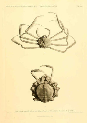 Reproducción/Reproduction 6388994763: Wissenschaftliche Ergebnisse der Deutschen Tiefsee-Expedition auf dem Dampfer ""Valdivia"" 1898-1899. bd.6. Atlas Jena,G. Fischer,1902-40