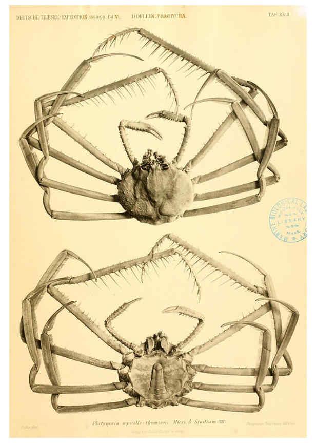 Reproducción/Reproduction 6388995069: Wissenschaftliche Ergebnisse der Deutschen Tiefsee-Expedition auf dem Dampfer ""Valdivia"" 1898-1899. bd.6. Atlas Jena,G. Fischer,1902-40
