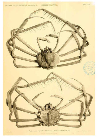 Reproducción/Reproduction 6388995069: Wissenschaftliche Ergebnisse der Deutschen Tiefsee-Expedition auf dem Dampfer ""Valdivia"" 1898-1899. bd.6. Atlas Jena,G. Fischer,1902-40