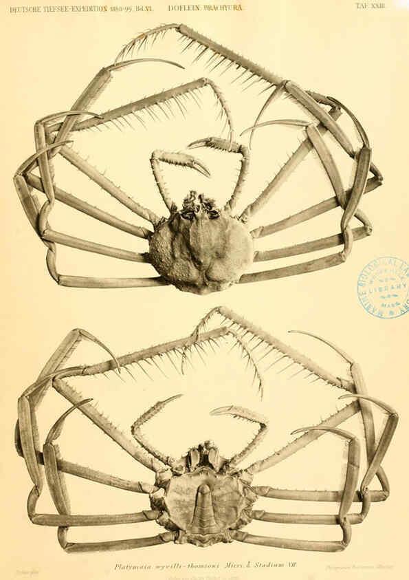 Reproducción/Reproduction 6388995069: Wissenschaftliche Ergebnisse der Deutschen Tiefsee-Expedition auf dem Dampfer ""Valdivia"" 1898-1899. bd.6. Atlas Jena,G. Fischer,1902-40