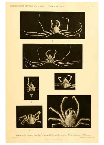 Reproducción/Reproduction 6388995371: Wissenschaftliche Ergebnisse der Deutschen Tiefsee-Expedition auf dem Dampfer ""Valdivia"" 1898-1899. bd.6. Atlas Jena,G. Fischer,1902-40
