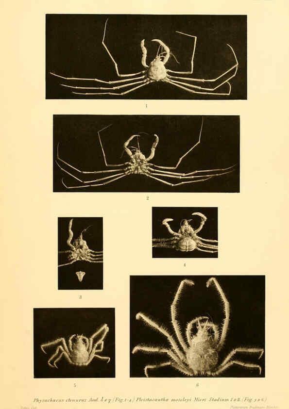 Reproducción/Reproduction 6388995371: Wissenschaftliche Ergebnisse der Deutschen Tiefsee-Expedition auf dem Dampfer ""Valdivia"" 1898-1899. bd.6. Atlas Jena,G. Fischer,1902-40