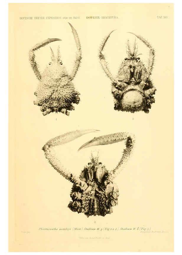 Reproducción/Reproduction 6388995613: Wissenschaftliche Ergebnisse der Deutschen Tiefsee-Expedition auf dem Dampfer ""Valdivia"" 1898-1899. bd.6. Atlas Jena,G. Fischer,1902-40
