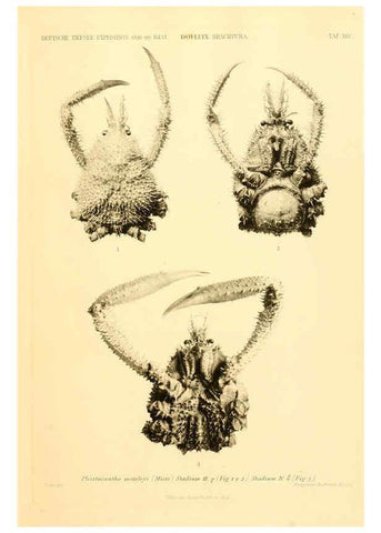 Reproducción/Reproduction 6388995613: Wissenschaftliche Ergebnisse der Deutschen Tiefsee-Expedition auf dem Dampfer ""Valdivia"" 1898-1899. bd.6. Atlas Jena,G. Fischer,1902-40