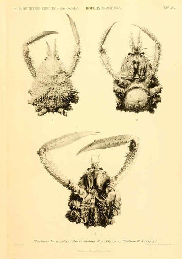 Reproducción/Reproduction 6388995613: Wissenschaftliche Ergebnisse der Deutschen Tiefsee-Expedition auf dem Dampfer ""Valdivia"" 1898-1899. bd.6. Atlas Jena,G. Fischer,1902-40