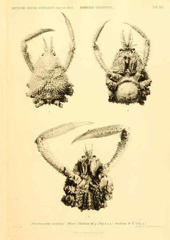 Reproducción/Reproduction 6388995613: Wissenschaftliche Ergebnisse der Deutschen Tiefsee-Expedition auf dem Dampfer ""Valdivia"" 1898-1899. bd.6. Atlas Jena,G. Fischer,1902-40