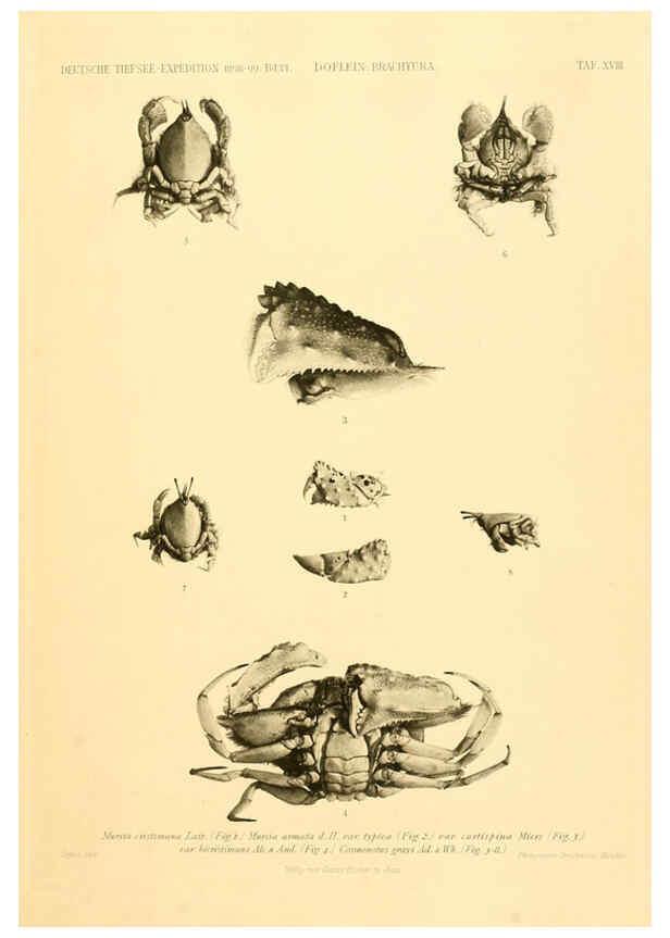 Reproducción/Reproduction 6388993585: Wissenschaftliche Ergebnisse der Deutschen Tiefsee-Expedition auf dem Dampfer ""Valdivia"" 1898-1899. bd.6. Atlas Jena,G. Fischer,1902-40