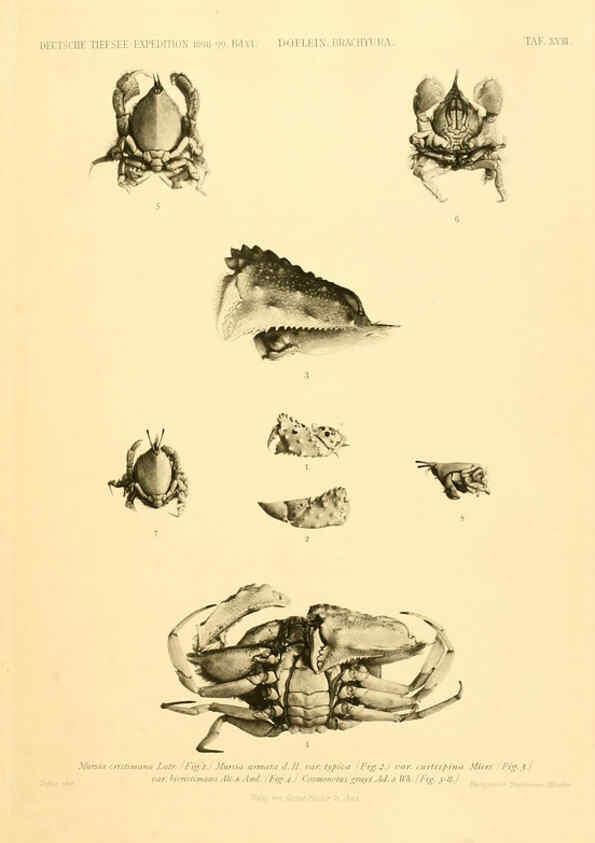 Reproducción/Reproduction 6388993585: Wissenschaftliche Ergebnisse der Deutschen Tiefsee-Expedition auf dem Dampfer ""Valdivia"" 1898-1899. bd.6. Atlas Jena,G. Fischer,1902-40