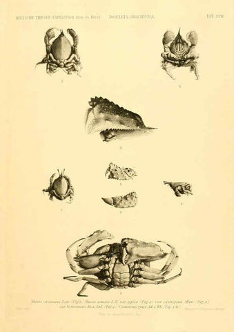 Reproducción/Reproduction 6388993585: Wissenschaftliche Ergebnisse der Deutschen Tiefsee-Expedition auf dem Dampfer ""Valdivia"" 1898-1899. bd.6. Atlas Jena,G. Fischer,1902-40