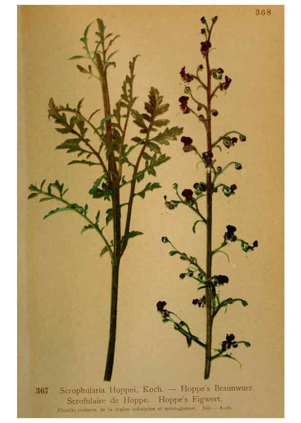 Reproducción/Reproduction 6389283533: Atlas de la flora alpine 4. Genève,Georg & Co.,1899