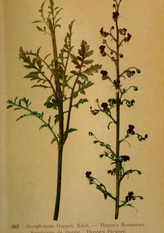 Reproducción/Reproduction 6389283533: Atlas de la flora alpine 4. Genève,Georg & Co.,1899