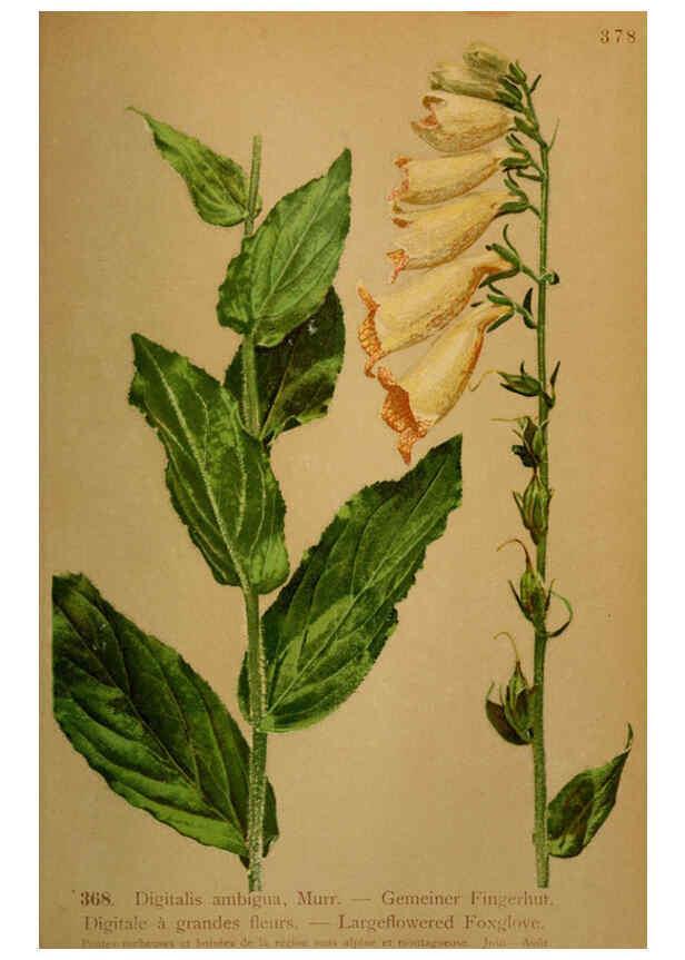 Reproducción/Reproduction 6389284111: Atlas de la flora alpine 4. Genève,Georg & Co.,1899