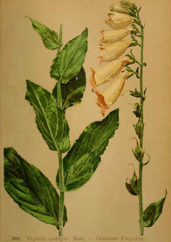 Reproducción/Reproduction 6389284111: Atlas de la flora alpine 4. Genève,Georg & Co.,1899