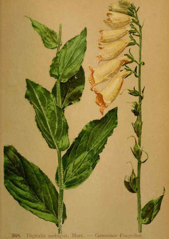 Reproducción/Reproduction 6389284111: Atlas de la flora alpine 4. Genève,Georg & Co.,1899