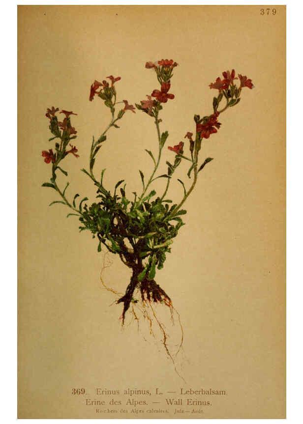 Reproducción/Reproduction 6389284691: Atlas de la flora alpine 4. Genève,Georg & Co.,1899