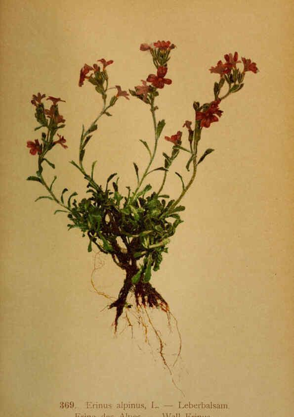 Reproducción/Reproduction 6389284691: Atlas de la flora alpine 4. Genève,Georg & Co.,1899