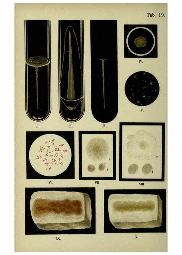 Reproducción/Reproduction 6418457145: Atlas and essentials of bacteriology New York :William Wood & Co.,1897 