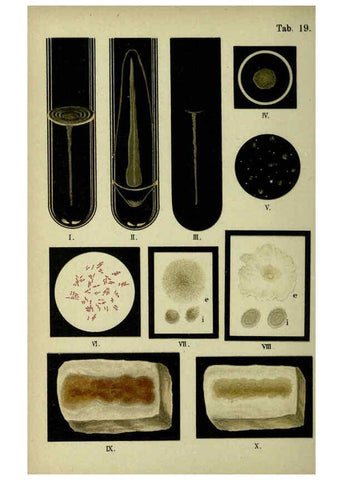 Reproducción/Reproduction 6418457145: Atlas and essentials of bacteriology New York :William Wood & Co.,1897 