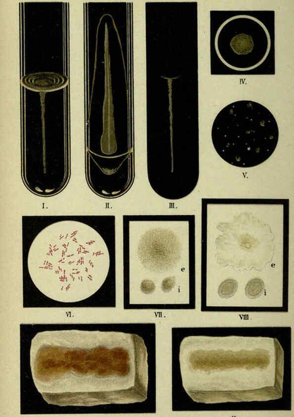Reproducción/Reproduction 6418457145: Atlas and essentials of bacteriology New York :William Wood & Co.,1897 