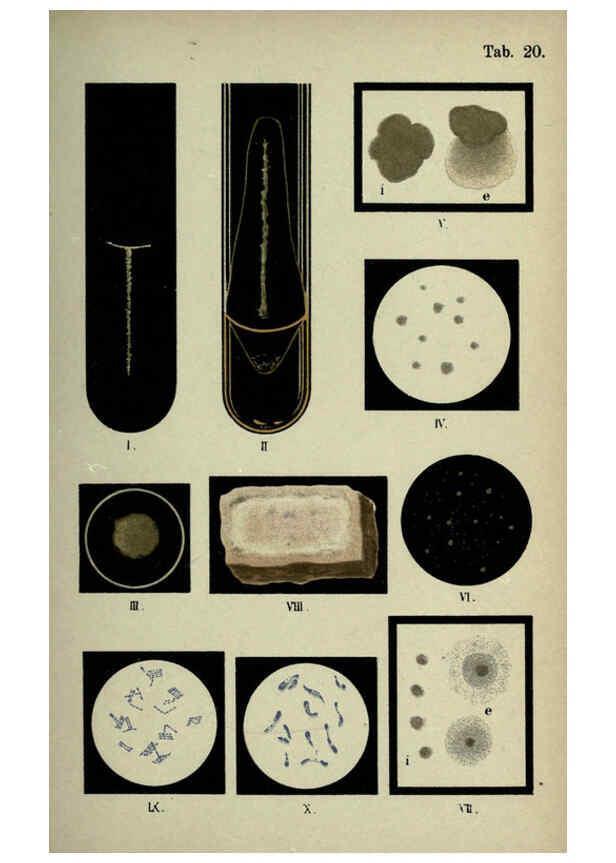 Reproducción/Reproduction 6418457717: Atlas and essentials of bacteriology New York :William Wood & Co.,1897 
