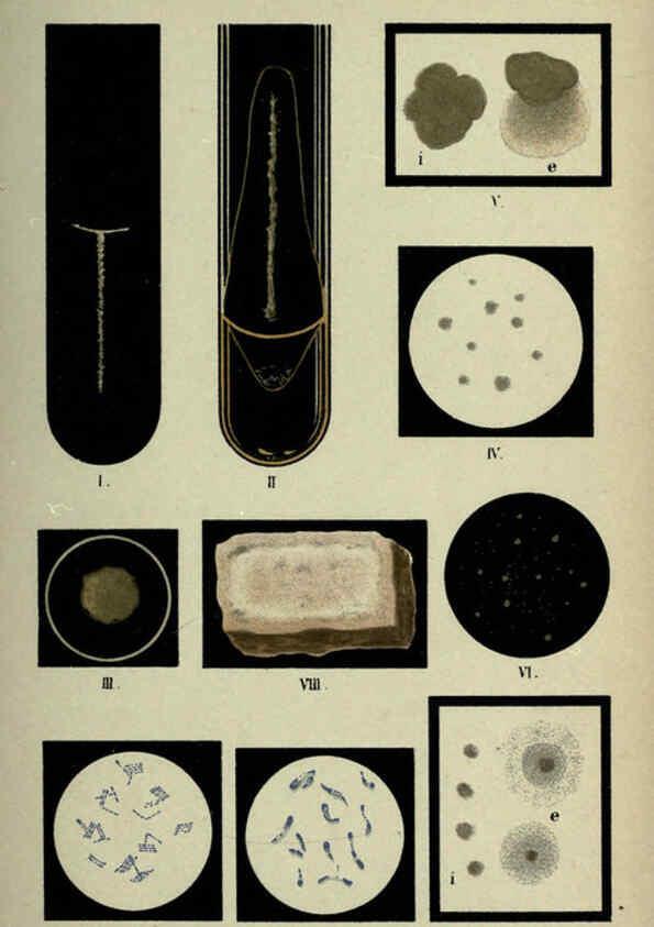 Reproducción/Reproduction 6418457717: Atlas and essentials of bacteriology New York :William Wood & Co.,1897 