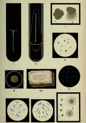 Reproducción/Reproduction 6418457717: Atlas and essentials of bacteriology New York :William Wood & Co.,1897 