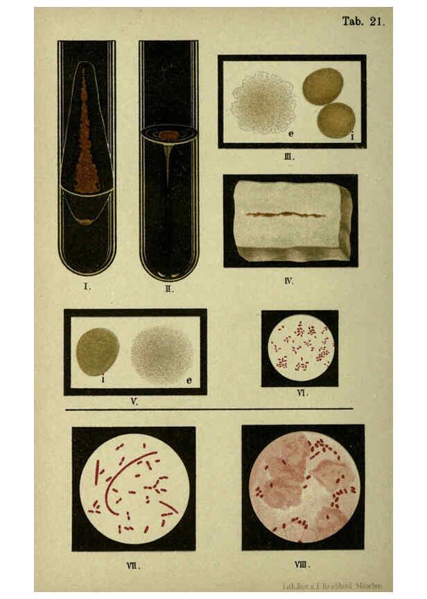 Reproducción/Reproduction 6418458323: Atlas and essentials of bacteriology New York :William Wood & Co.,1897 