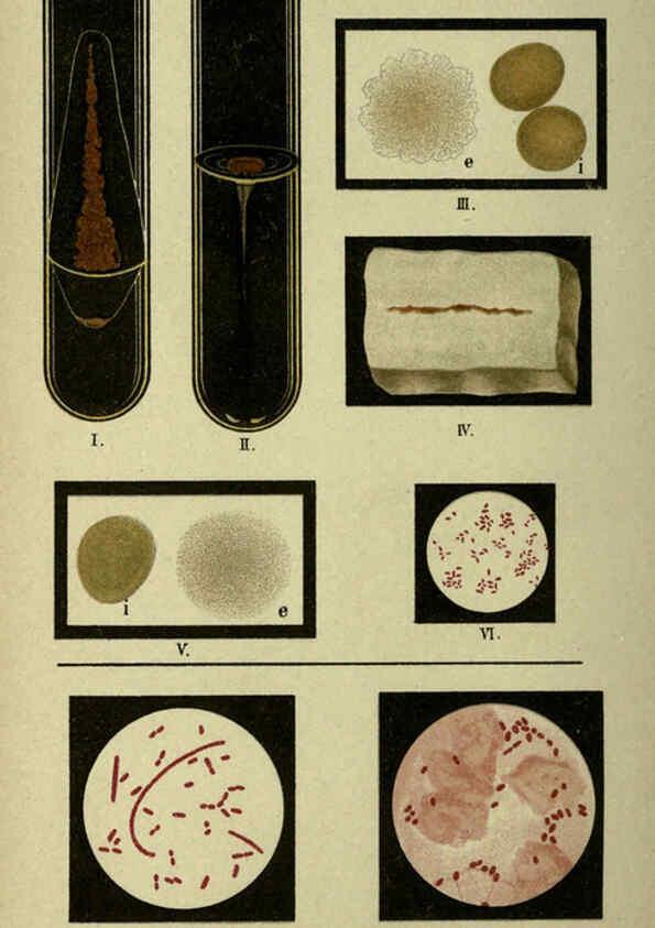 Reproducción/Reproduction 6418458323: Atlas and essentials of bacteriology New York :William Wood & Co.,1897 