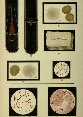 Reproducción/Reproduction 6418458323: Atlas and essentials of bacteriology New York :William Wood & Co.,1897 