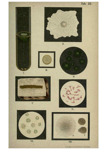 Reproducción/Reproduction 6418458913: Atlas and essentials of bacteriology New York :William Wood & Co.,1897 