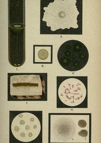 Reproducción/Reproduction 6418458913: Atlas and essentials of bacteriology New York :William Wood & Co.,1897 