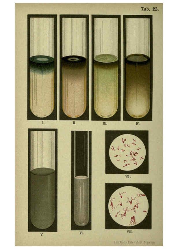 Reproducción/Reproduction 6418459449: Atlas and essentials of bacteriology New York :William Wood & Co.,1897 