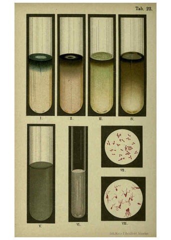 Reproducción/Reproduction 6418459449: Atlas and essentials of bacteriology New York :William Wood & Co.,1897 