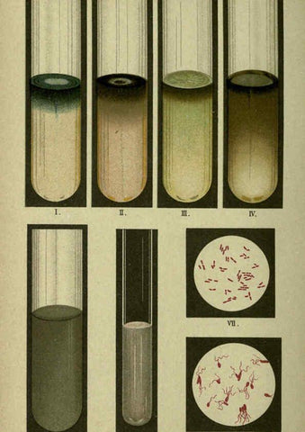 Reproducción/Reproduction 6418459449: Atlas and essentials of bacteriology New York :William Wood & Co.,1897 