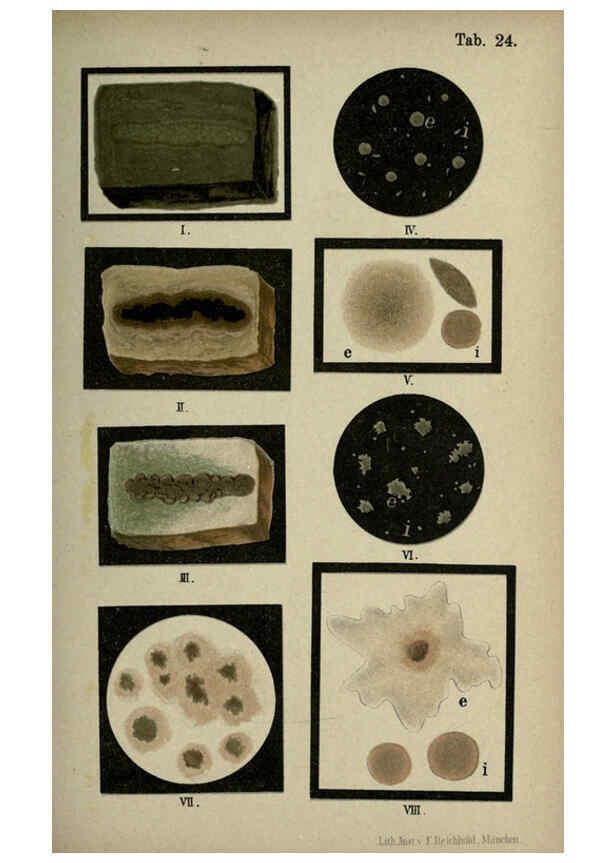 Reproducción/Reproduction 6418459889: Atlas and essentials of bacteriology New York :William Wood & Co.,1897 