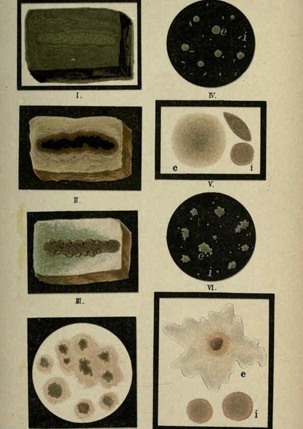 Reproducción/Reproduction 6418459889: Atlas and essentials of bacteriology New York :William Wood & Co.,1897 
