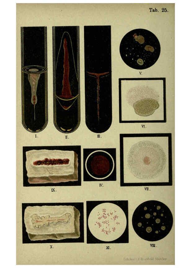 Reproducción/Reproduction 6418460249: Atlas and essentials of bacteriology New York :William Wood & Co.,1897 