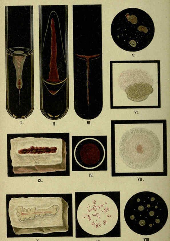 Reproducción/Reproduction 6418460249: Atlas and essentials of bacteriology New York :William Wood & Co.,1897 