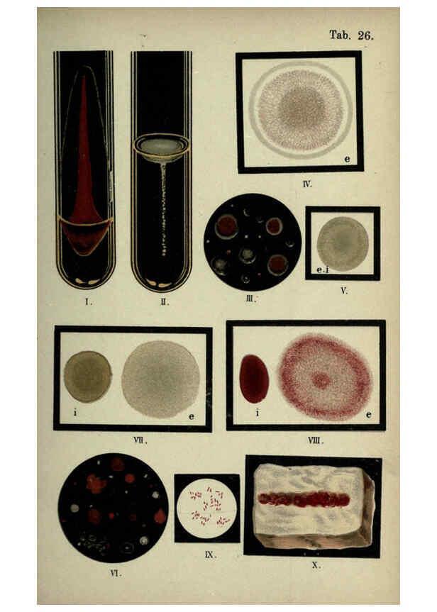 Reproducción/Reproduction 6418460781: Atlas and essentials of bacteriology New York :William Wood & Co.,1897 