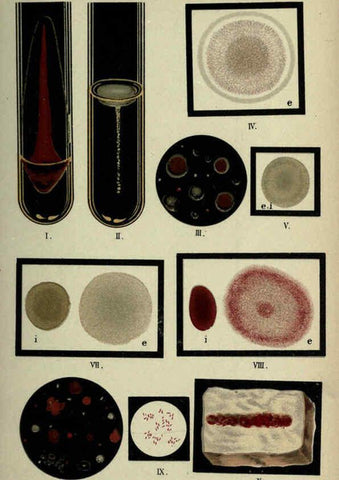 Reproducción/Reproduction 6418460781: Atlas and essentials of bacteriology New York :William Wood & Co.,1897 