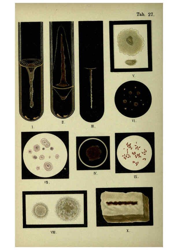 Reproducción/Reproduction 6418461371: Atlas and essentials of bacteriology New York :William Wood & Co.,1897 